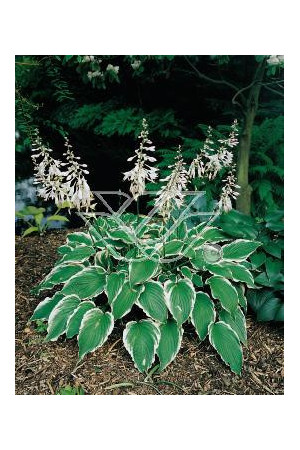 Funkia kędzierzawa Hosta crispula