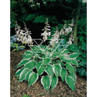 Funkia kędzierzawa Hosta crispula