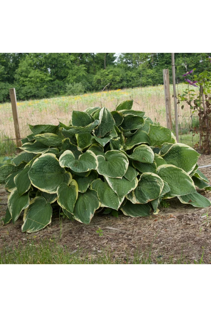 Funkia 'Christmas Tree' Hosta
