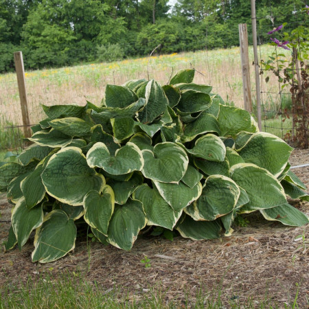 Funkia 'Christmas Tree' Hosta