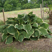 Funkia 'Christmas Tree' Hosta