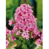 Floks wiechowaty 'Flame Light Pink' Phlox panniculata