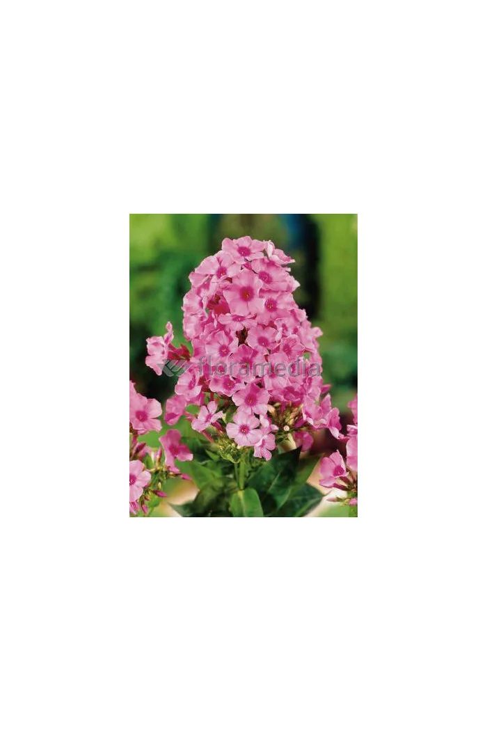 Floks wiechowaty 'Flame Light Pink' Phlox panniculata