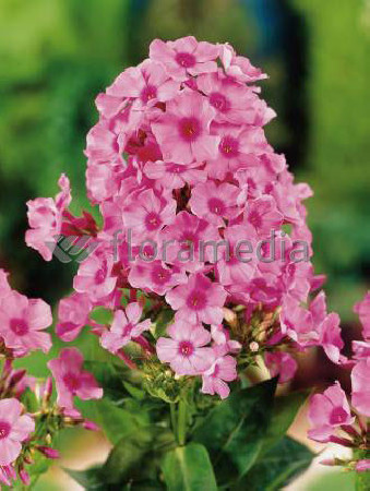 Floks wiechowaty 'Flame Light Pink' Phlox panniculata