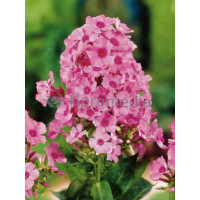 Floks wiechowaty 'Flame Light Pink' Phlox panniculata