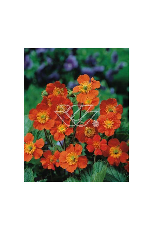 Kuklik szkarłatny 'Borisii Strain' | Geum coccineum