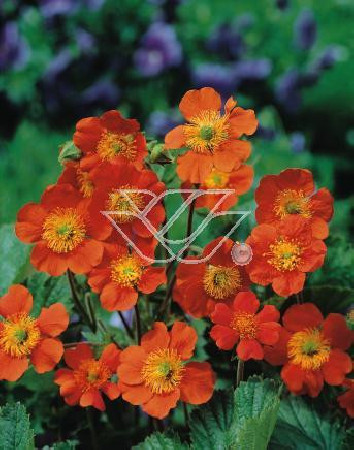 Kuklik szkarłatny 'Borisii Strain' | Geum coccineum