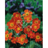 Kuklik szkarłatny 'Borisii Strain' | Geum coccineum