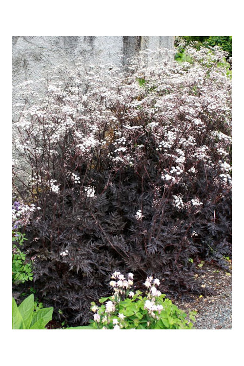 Trybula leśna 'Ravenswing' Anthriscus sylvestris