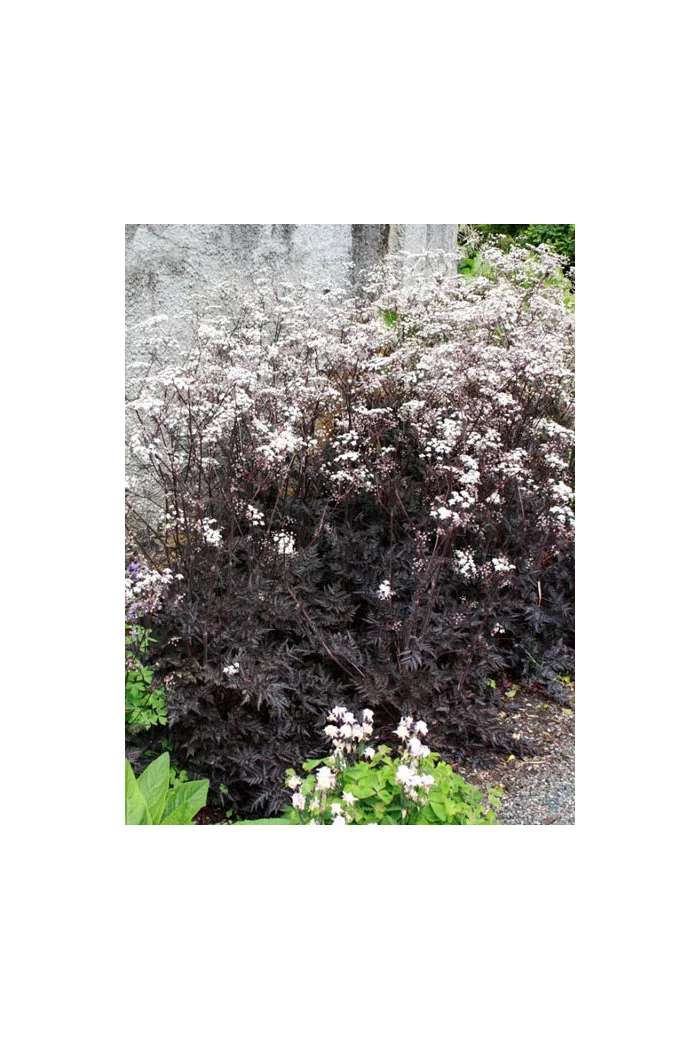 Trybula leśna 'Ravenswing' Anthriscus sylvestris