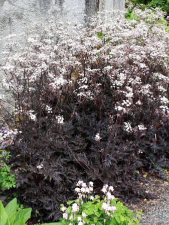 Trybula leśna 'Ravenswing' Anthriscus sylvestris