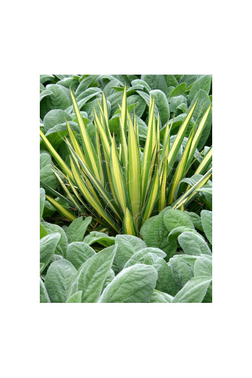 Juka 'Colour Guard' | Yucca