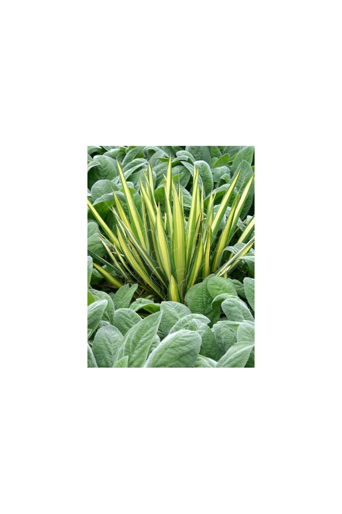 Juka 'Colour Guard' | Yucca