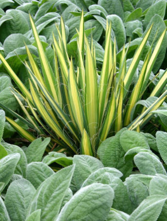 Juka 'Colour Guard' | Yucca