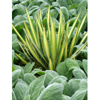 Juka 'Colour Guard' | Yucca