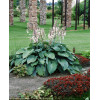Funkia 'Blue Angel' Hosta