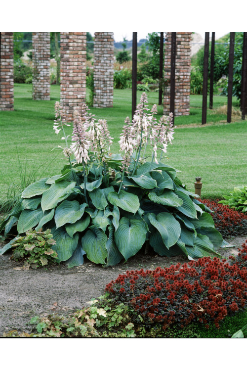 Funkia 'Blue Angel' Hosta