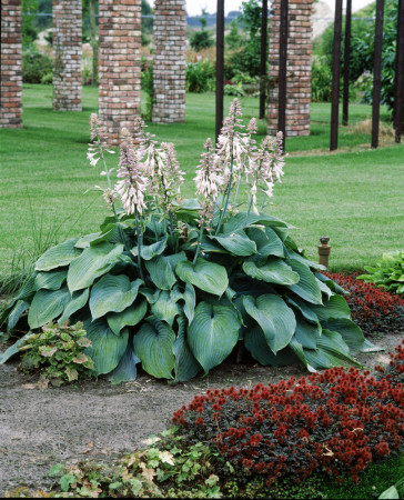 Funkia 'Blue Angel' Hosta