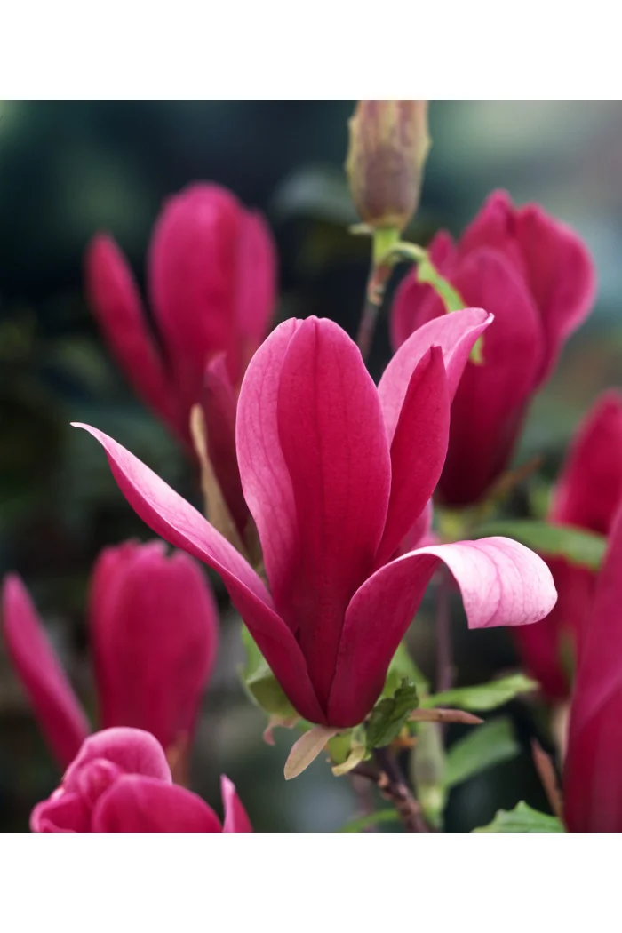 Magnolia 'Nigra' | Magnolia liliiflora