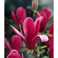 Magnolia 'Nigra' | Magnolia liliiflora