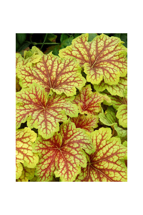 żurawka, żurawka Red Lightning, heuchera