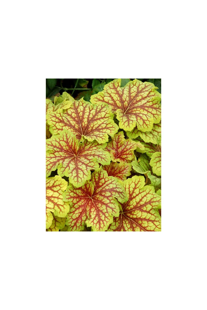 żurawka, żurawka Red Lightning, heuchera