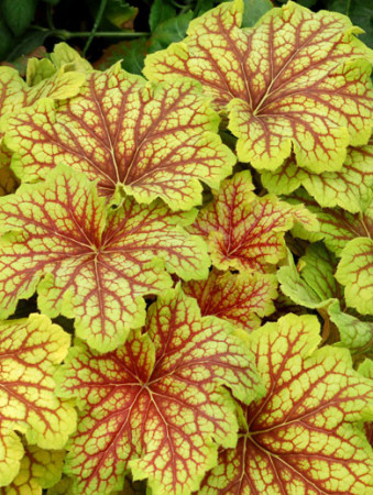 żurawka, żurawka Red Lightning, heuchera