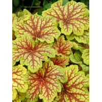 żurawka, żurawka Red Lightning, heuchera