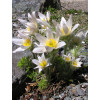 Sasanka zwyczajna 'PinWheel White' | Pulsatilla vulgaris