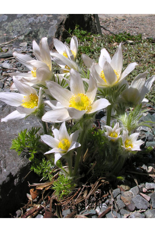 Sasanka zwyczajna 'PinWheel White' | Pulsatilla vulgaris