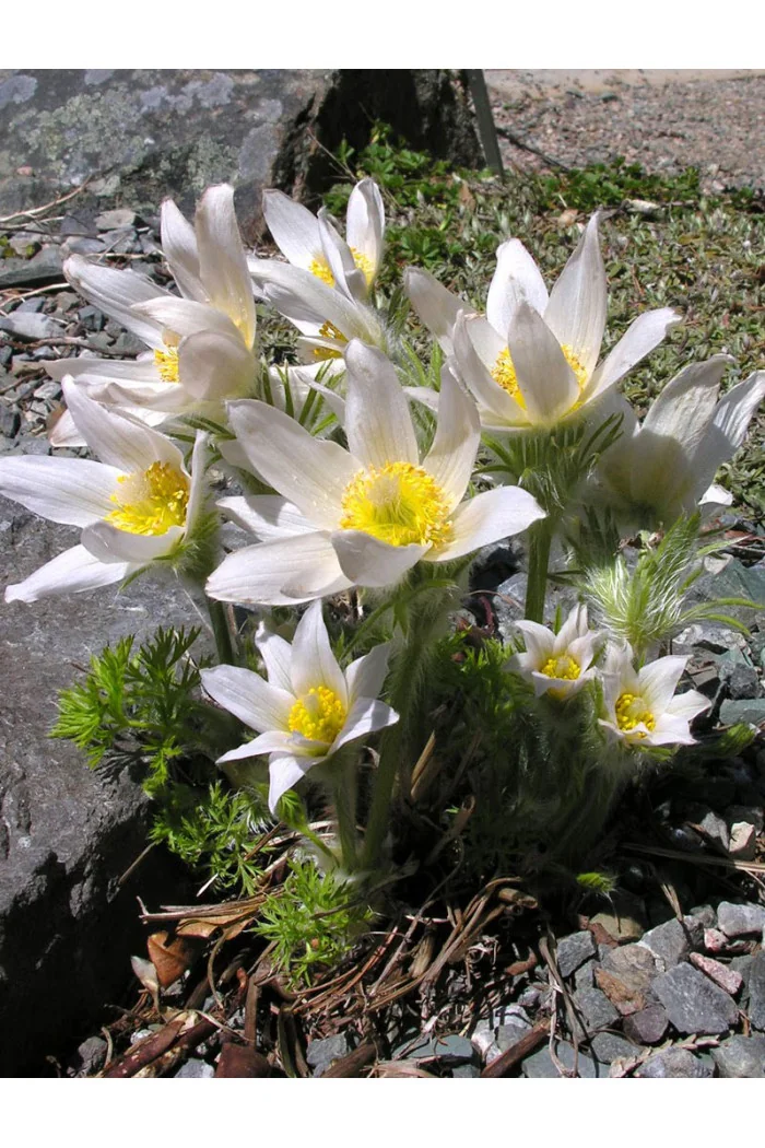 Sasanka zwyczajna 'PinWheel White' | Pulsatilla vulgaris