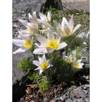 Sasanka zwyczajna 'PinWheel White' | Pulsatilla vulgaris