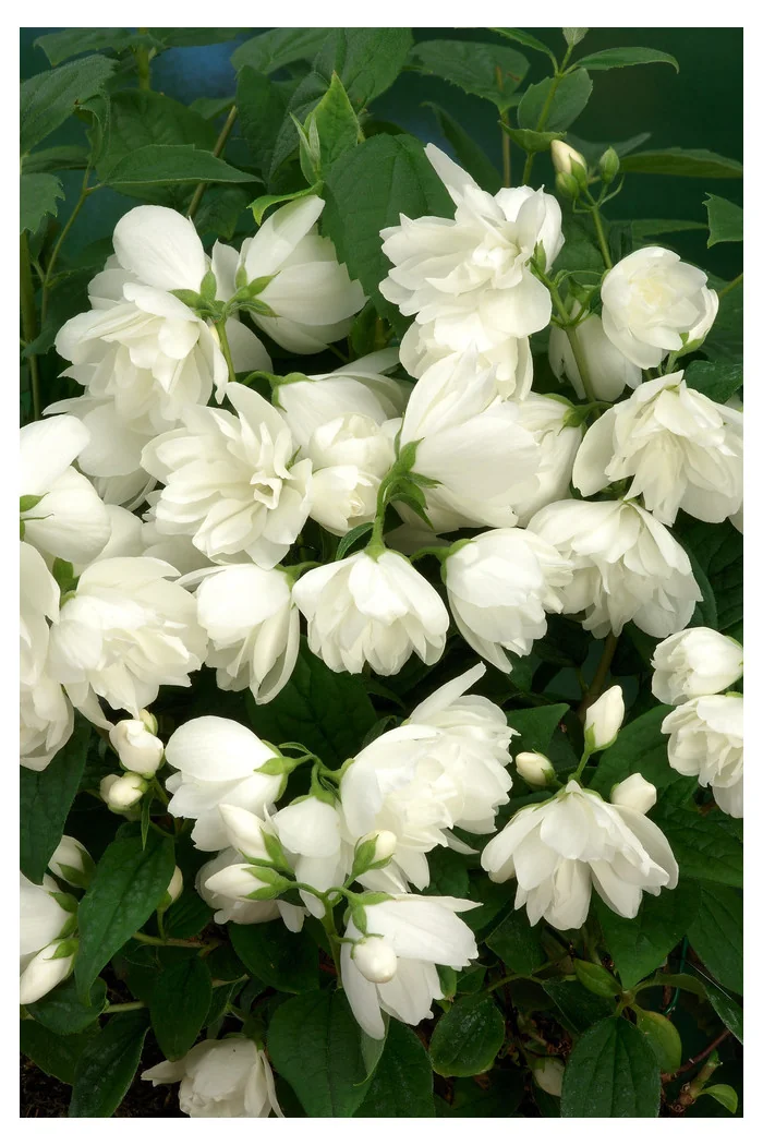 Jaśminowiec 'Snowbelle' | Philadelphus