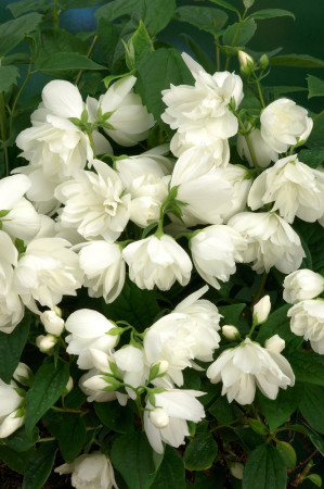 Jaśminowiec 'Snowbelle' | Philadelphus