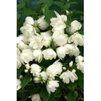Jaśminowiec 'Snowbelle' | Philadelphus