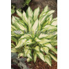 Funkia 'Fireworks' | Hosta
