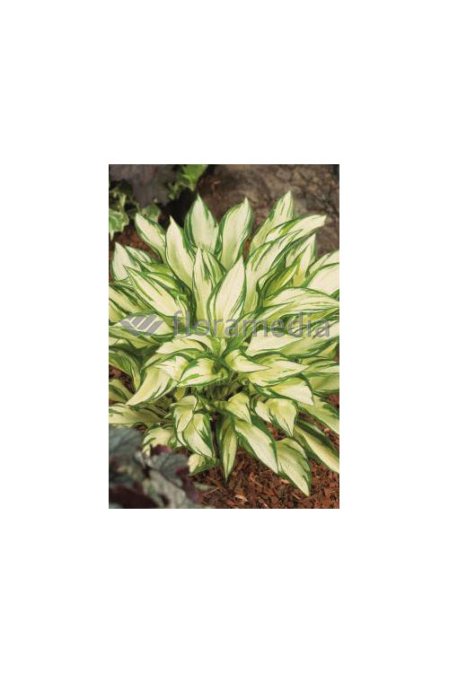 Funkia 'Fireworks' | Hosta