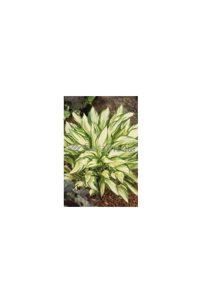 Funkia 'Fireworks' | Hosta