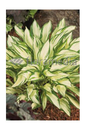 Funkia 'Fireworks' | Hosta