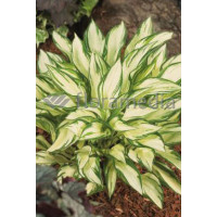 Funkia 'Fireworks' | Hosta