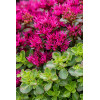 Rozchodnik 'kaukaski 'Deep Rose' | Sedum spurium