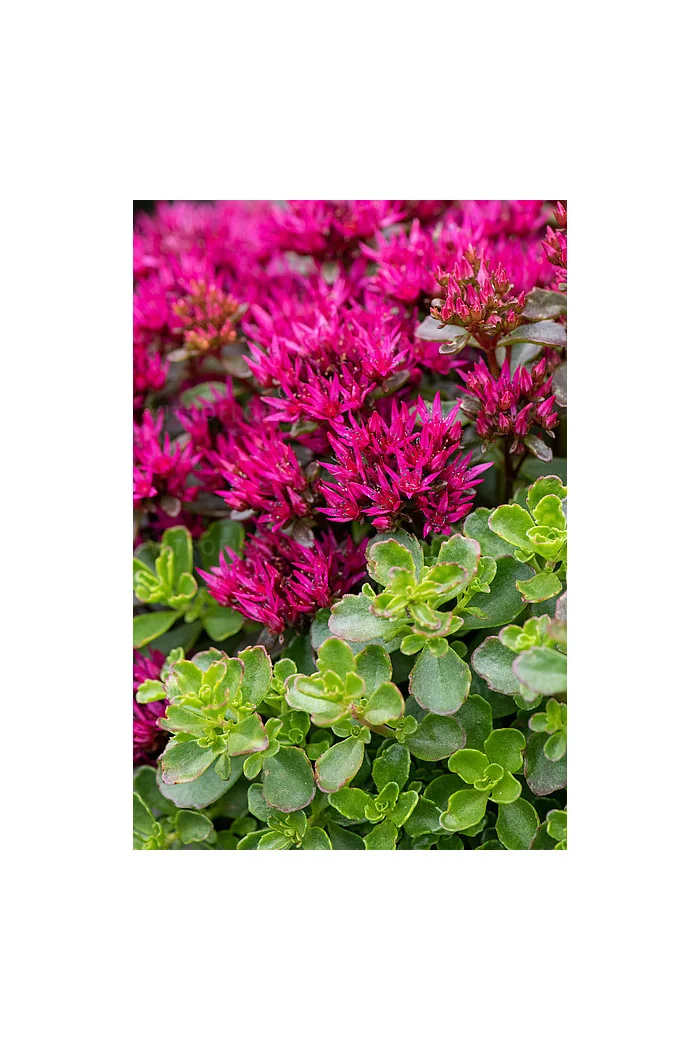 Rozchodnik 'kaukaski 'Deep Rose' | Sedum spurium