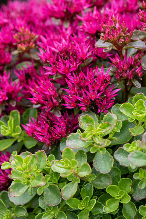 Rozchodnik 'kaukaski 'Deep Rose' | Sedum spurium