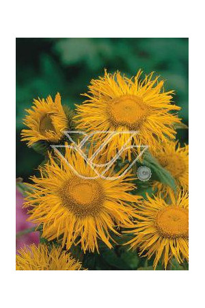 Oman wspaniały Inula magnifica