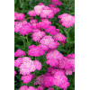 Krwawnik ogrodowy 'Skysail Bright Pink' | Achillea millefolia