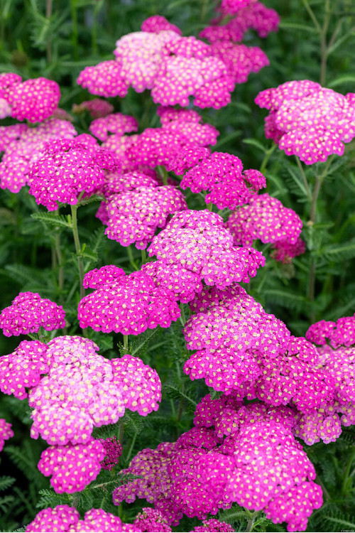 Krwawnik ogrodowy 'Skysail Bright Pink' | Achillea millefolia