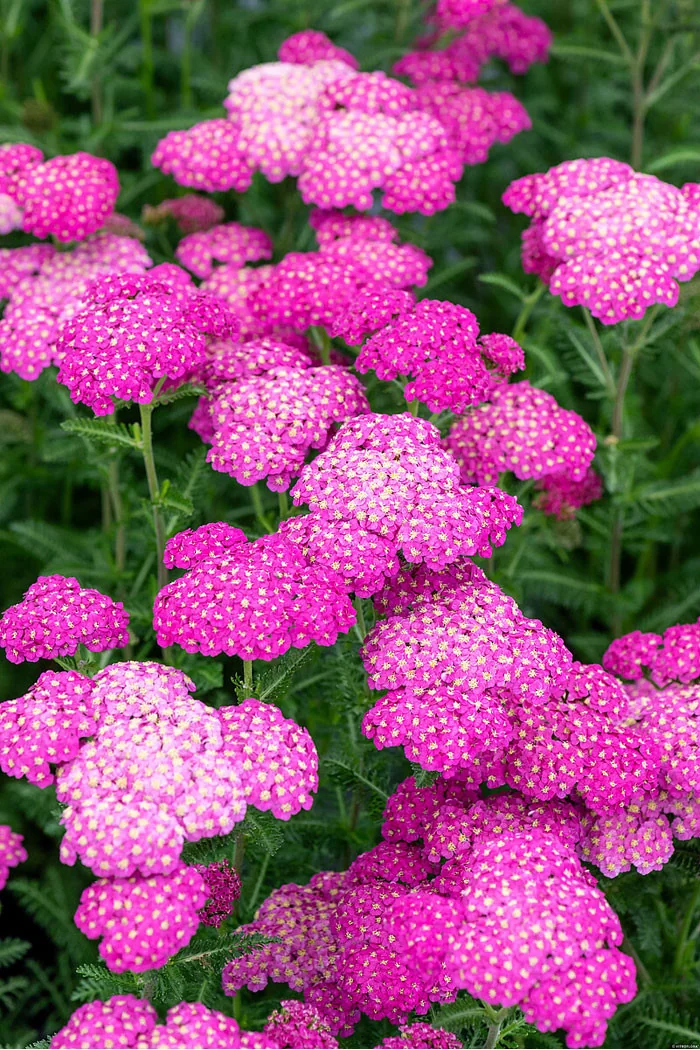 Krwawnik ogrodowy 'Skysail Bright Pink' | Achillea millefolia