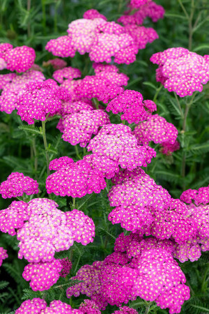 Krwawnik ogrodowy 'Skysail Bright Pink' | Achillea millefolia