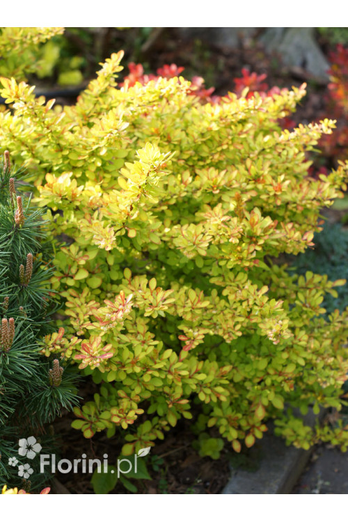 Berberys Thunberga 'Diabolicum' | Berberis thunbergii