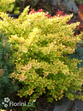 Berberys Thunberga 'Diabolicum' | Berberis thunbergii